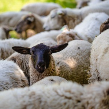 close-up black-headed sheep among its brethren