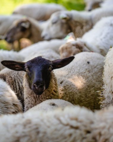 close-up black-headed sheep among its brethren