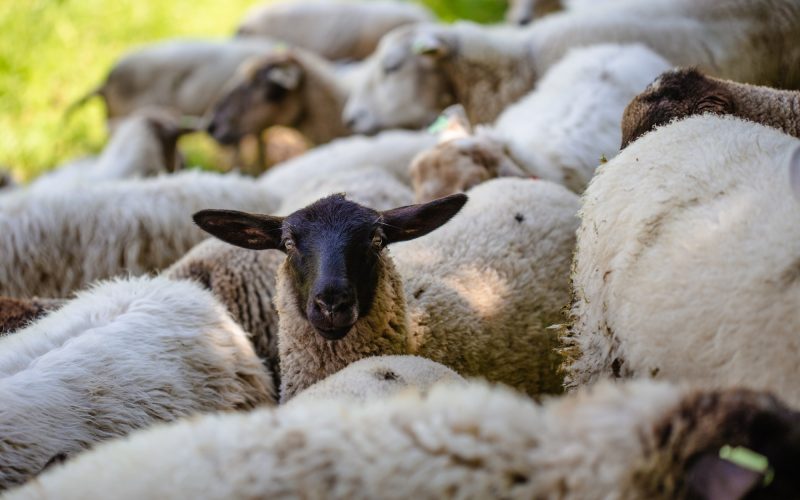close-up black-headed sheep among its brethren