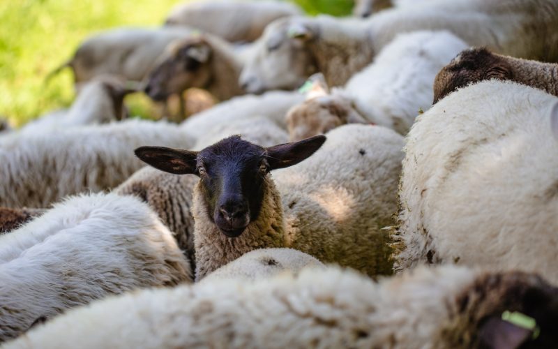 gros plan mouton a tete noir parmi ses confreres