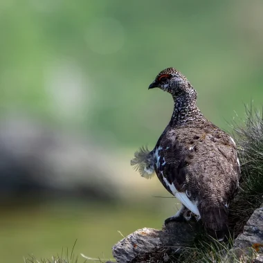 perdiz blanca sobre roca cubierta de hierba el verano plumaje gris