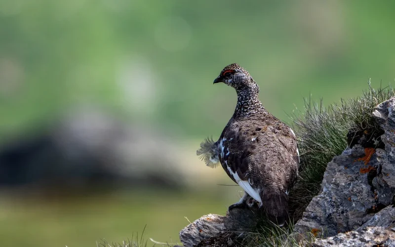 perdiz blanca sobre roca cubierta de hierba el verano plumaje gris