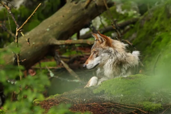 close up profile Eurasian gray wolf low altitude alpine forest