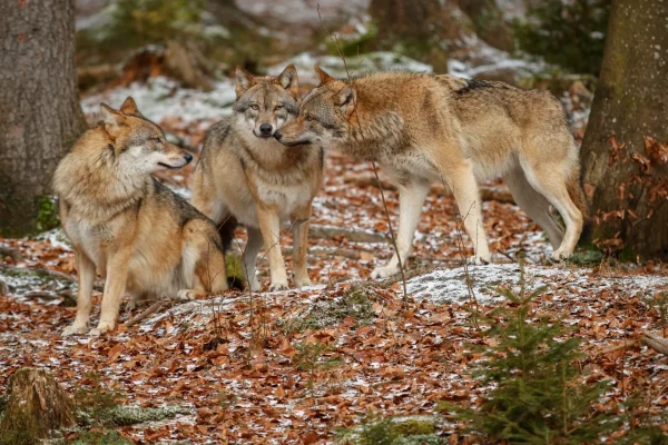 close up pack three Eurasian gray wolves low altitude alpine forest