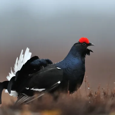 urogallo negro macho de perfil