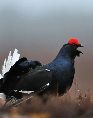 urogallo negro macho de perfil