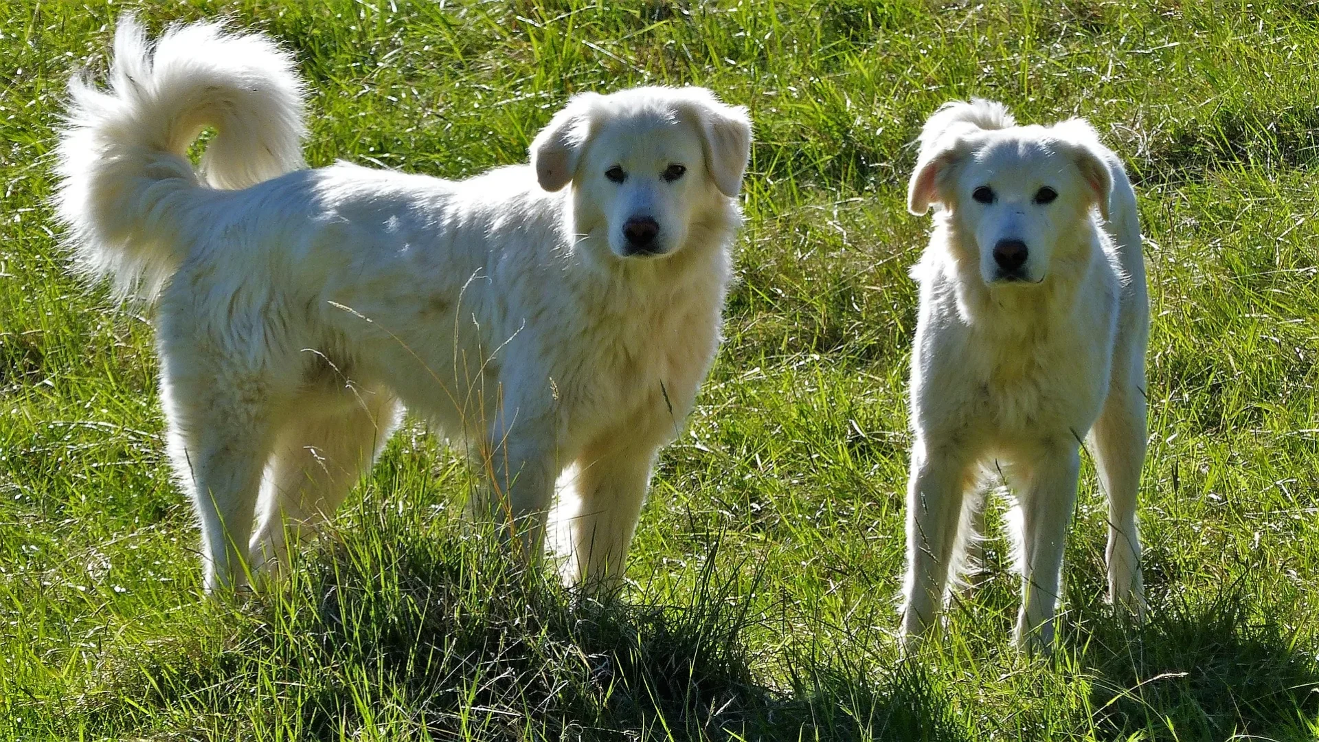 close shot of two dog protection patou side by side fields