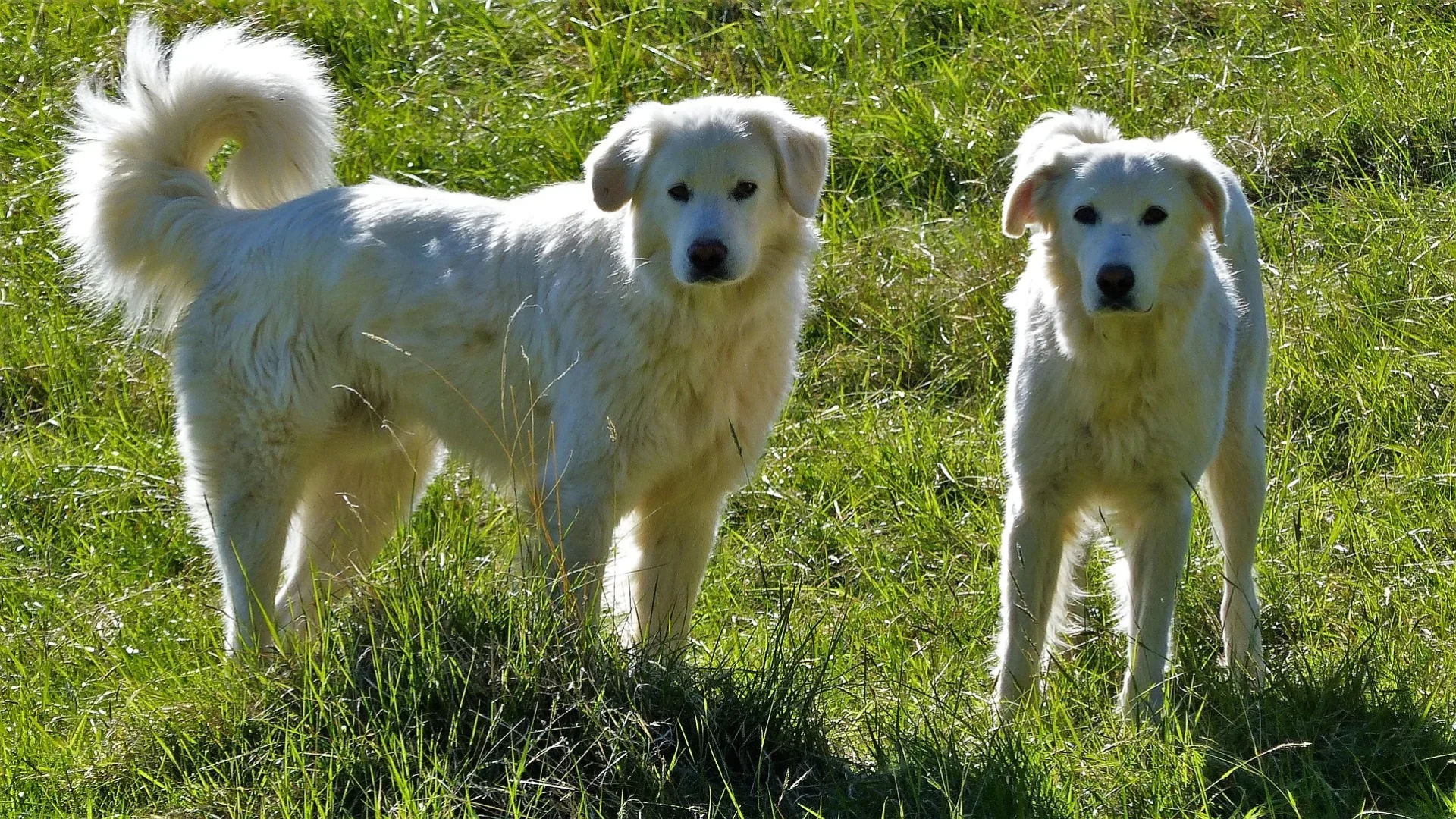 Primer plano de dos patou de protección de perros uno al lado del otro.