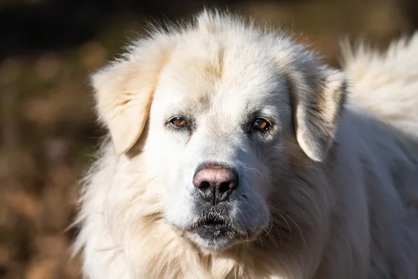 close up mouth big white dog maremma shepherd