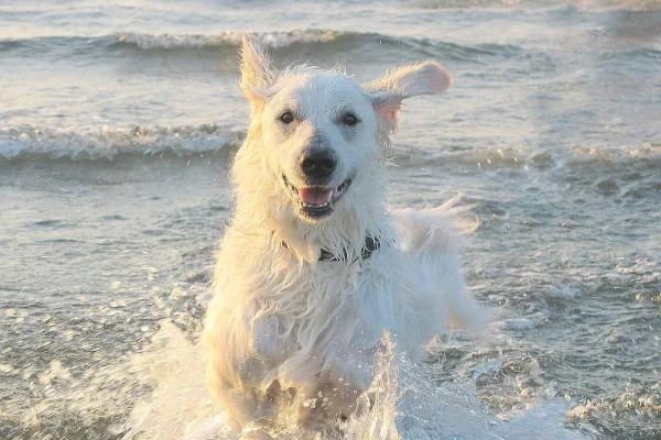 close shot kuvasz in ocean