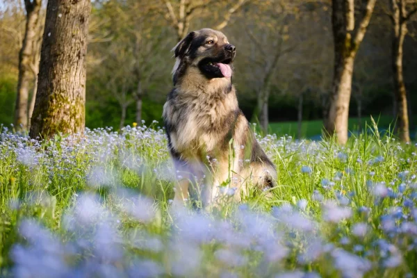 Perro pastor kárstico primavera verdor