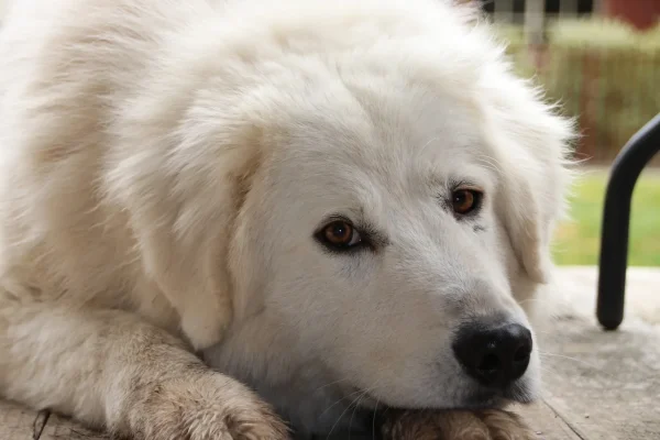 portrait abruzzo shepherd lying down