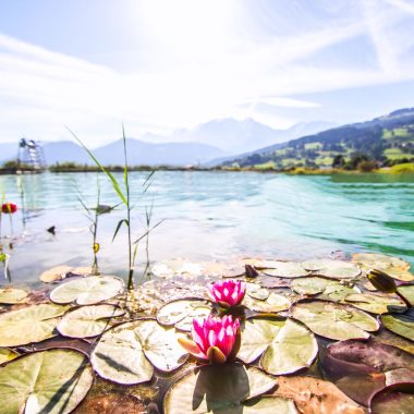 Water lilies Combloux biotope water body