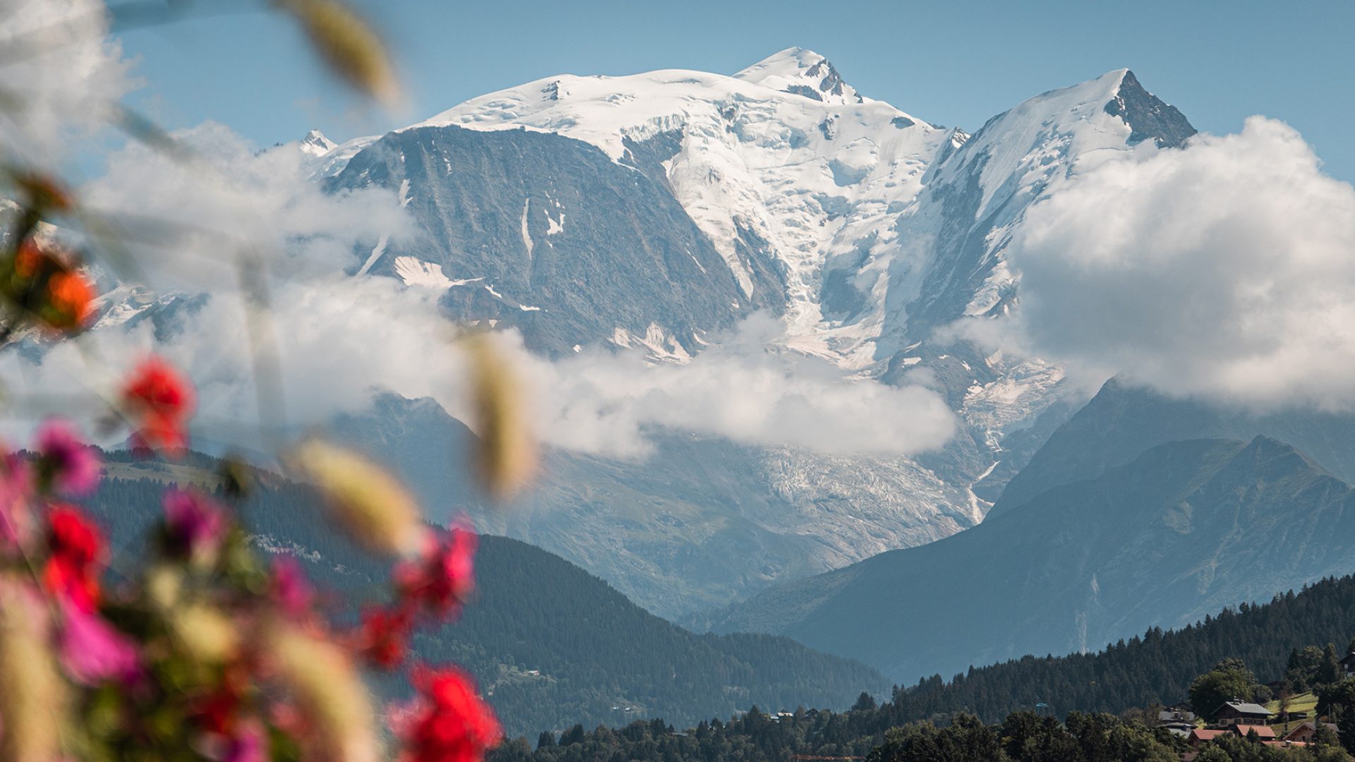 Mont-Blanc et fleurs depuis Combloux