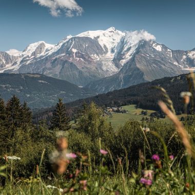 Mont-Blanc avec champ fleuri à Combloux