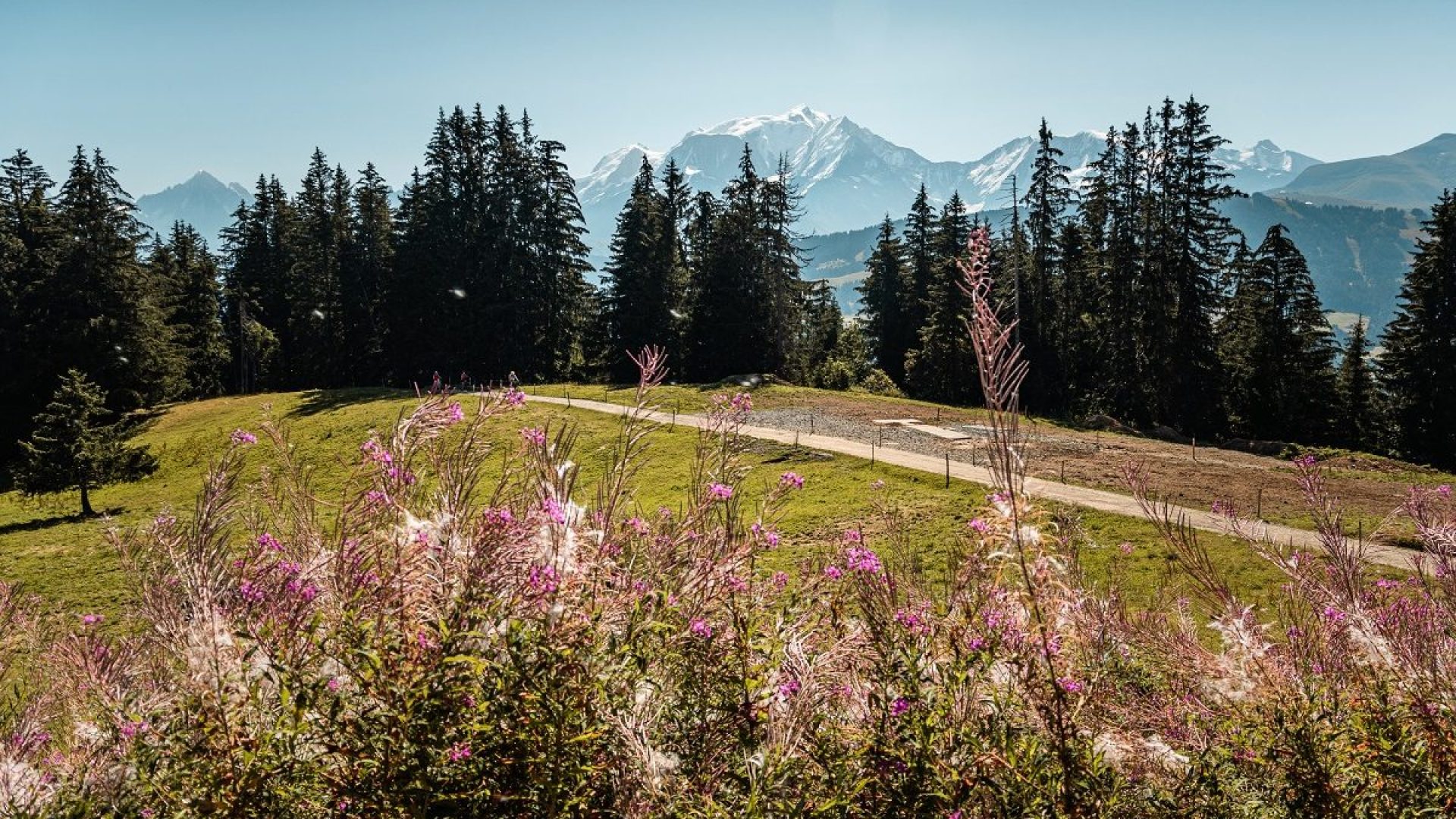 view Mont-Blanc Beauregard mountain pasture