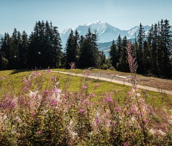 view Mont-Blanc Beauregard mountain pasture