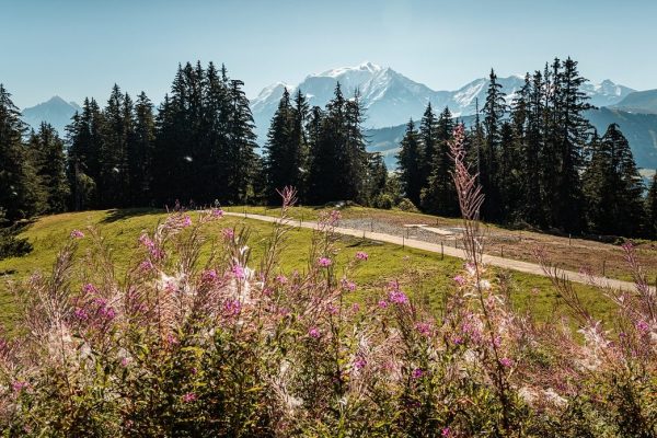 view Mont-Blanc Beauregard mountain pasture