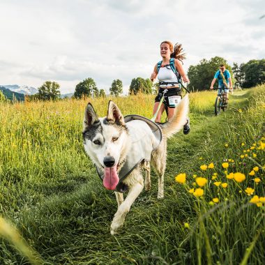 gros plan face chien husky blanc tenu en laisse par traileuse