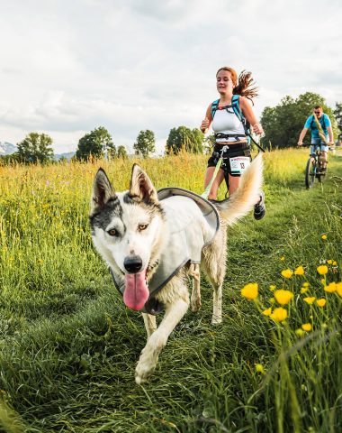 gros plan face chien husky blanc tenu en laisse par traileuse